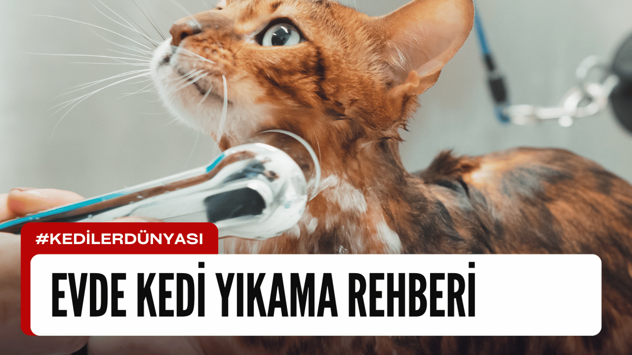 Evde Kedi Yıkama Rehberi