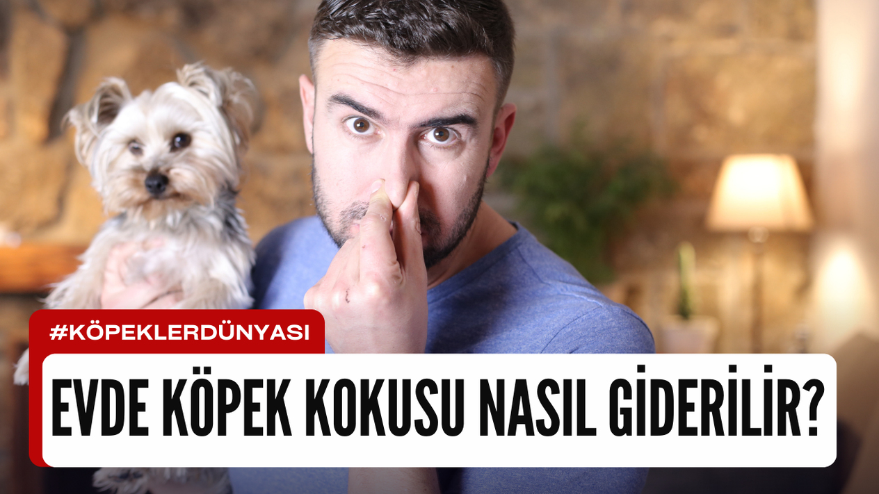 Evdeki Köpek Kokusu Nasıl Giderilir?