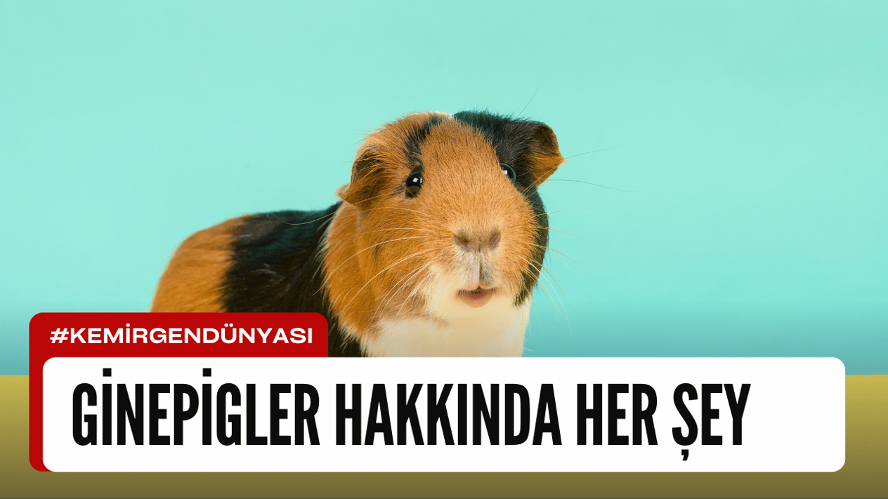 Ginepigler Hakkında Her Şey!