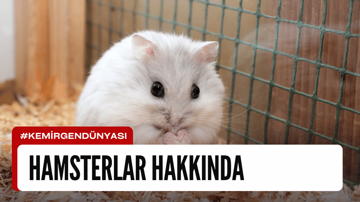Hamsterlar Hakkında