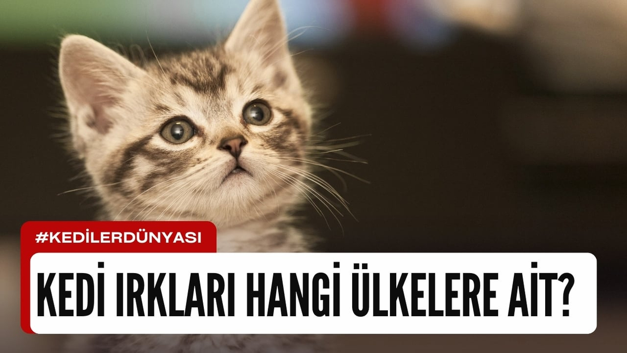 Hangi Kedi Irkı Hangi Ülkeye Ait?