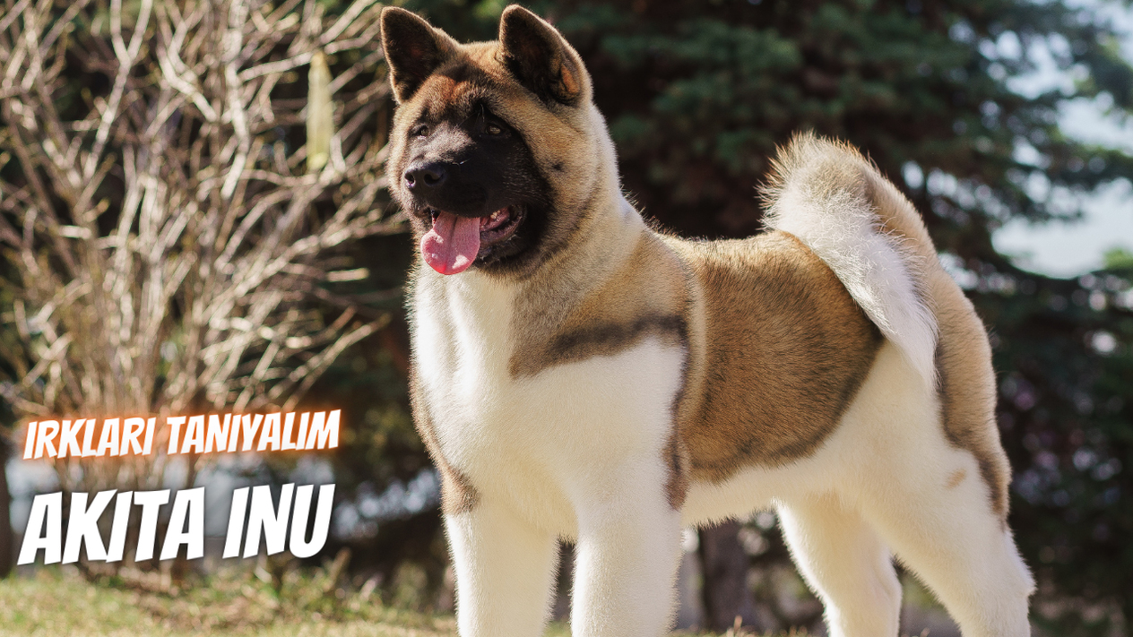 Irkları Tanıyalım: Akita Inu