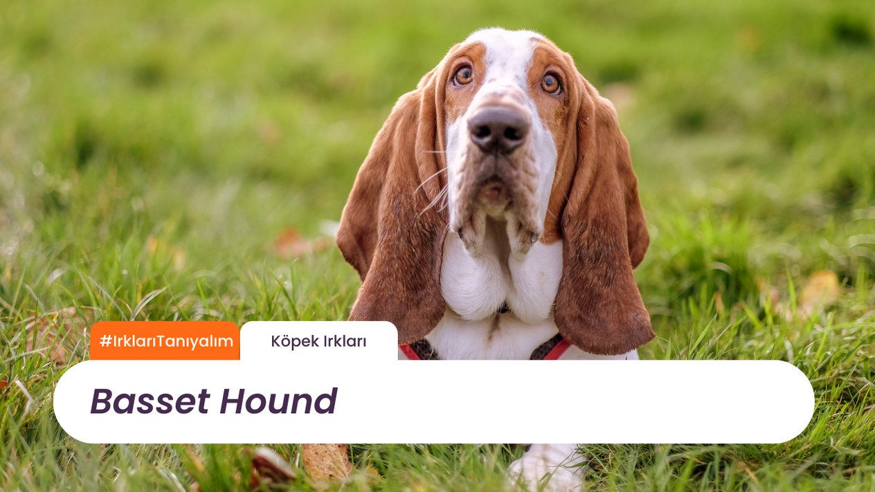Irkları Tanıyalım: Basset Hound