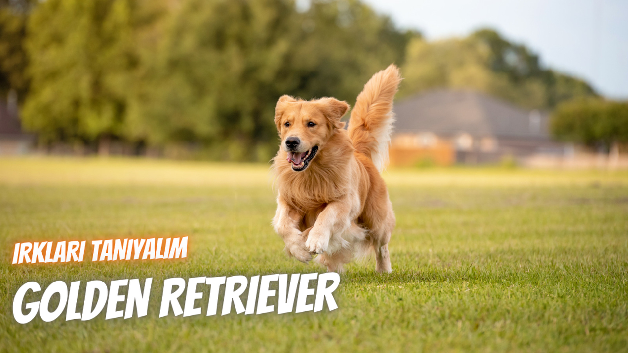 Irkları Tanıyalım: Golden Retriever