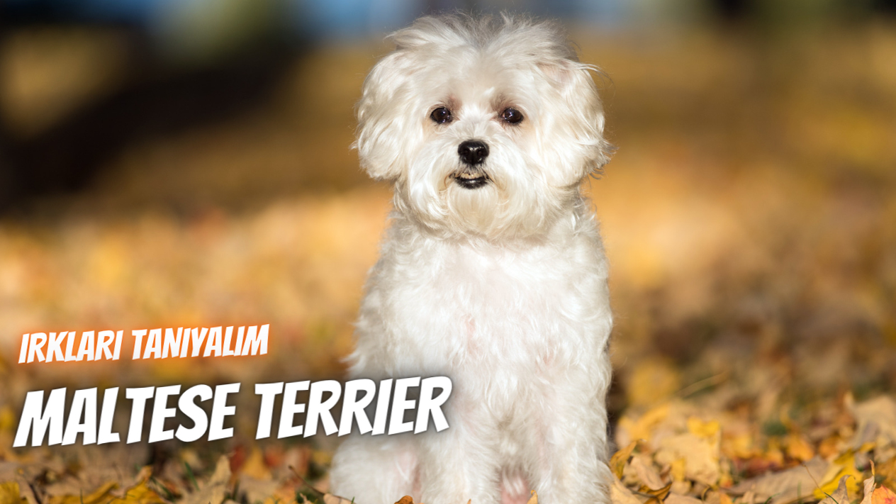 Irkları Tanıyalım: Maltese Terrier