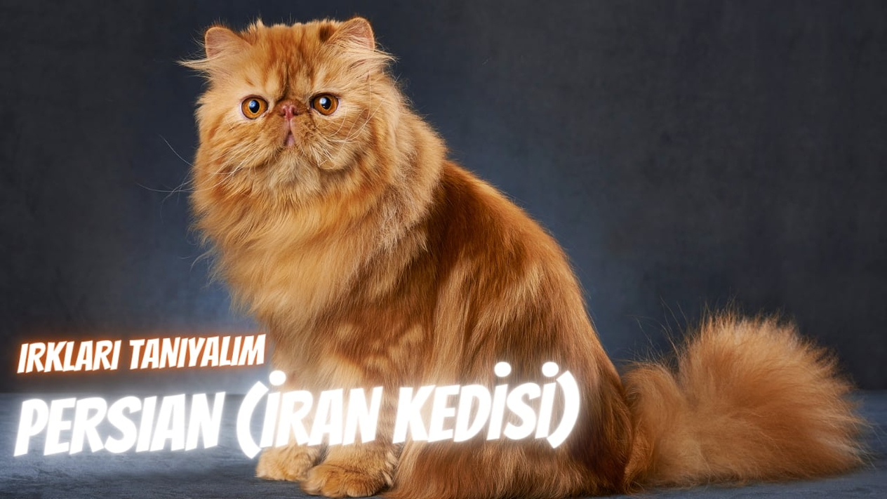 Irkları Tanıyalım: Persian (İran Kedisi)