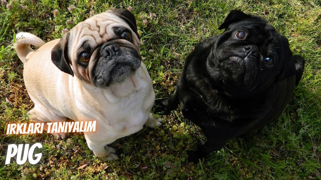 Irkları Tanıyalım: Pug