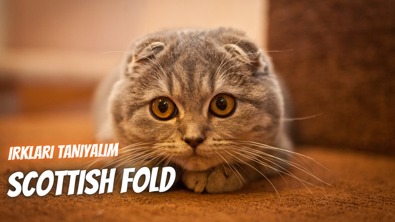Irkları Tanıyalım: Scottish Fold
