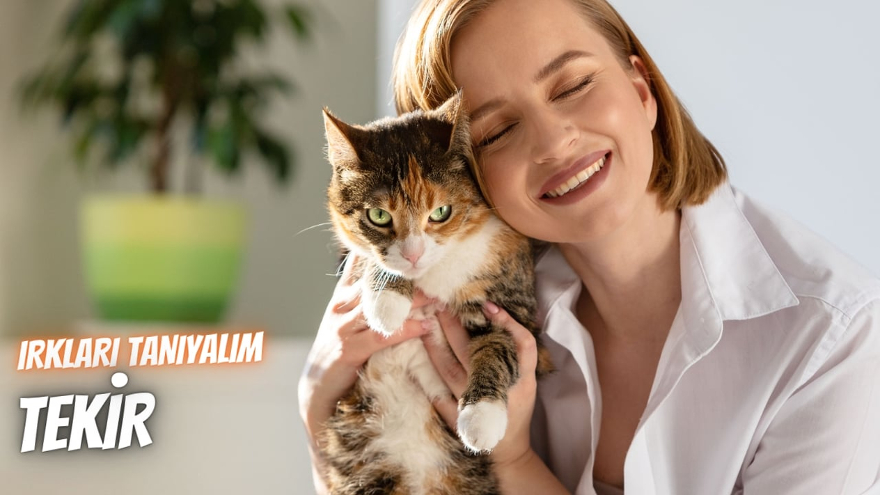 Irkları Tanıyalım: Tekir Kedi