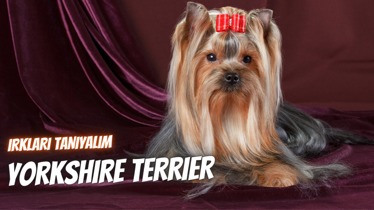 Irkları Tanıyalım: Yorkshire Terrier