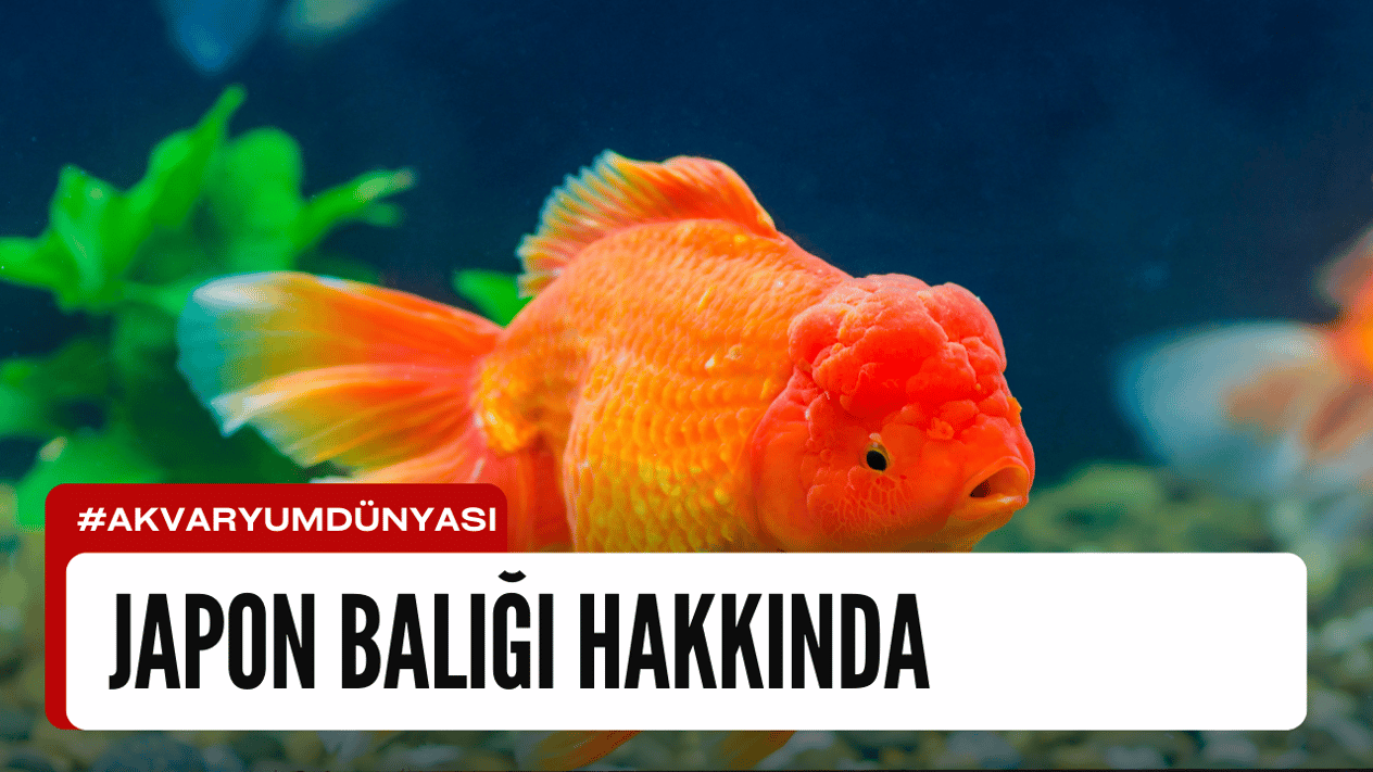 Japon Balığı Hakkında
