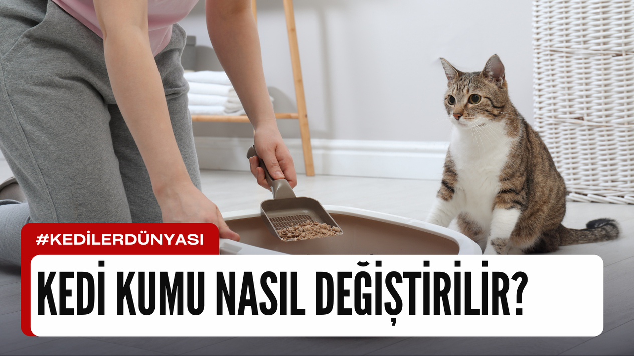 Kedi Kumu Nasıl Değiştirilir? Temiz ve Sağlıklı Bir Kedi Tuvaleti İçin Adım Adım Rehber