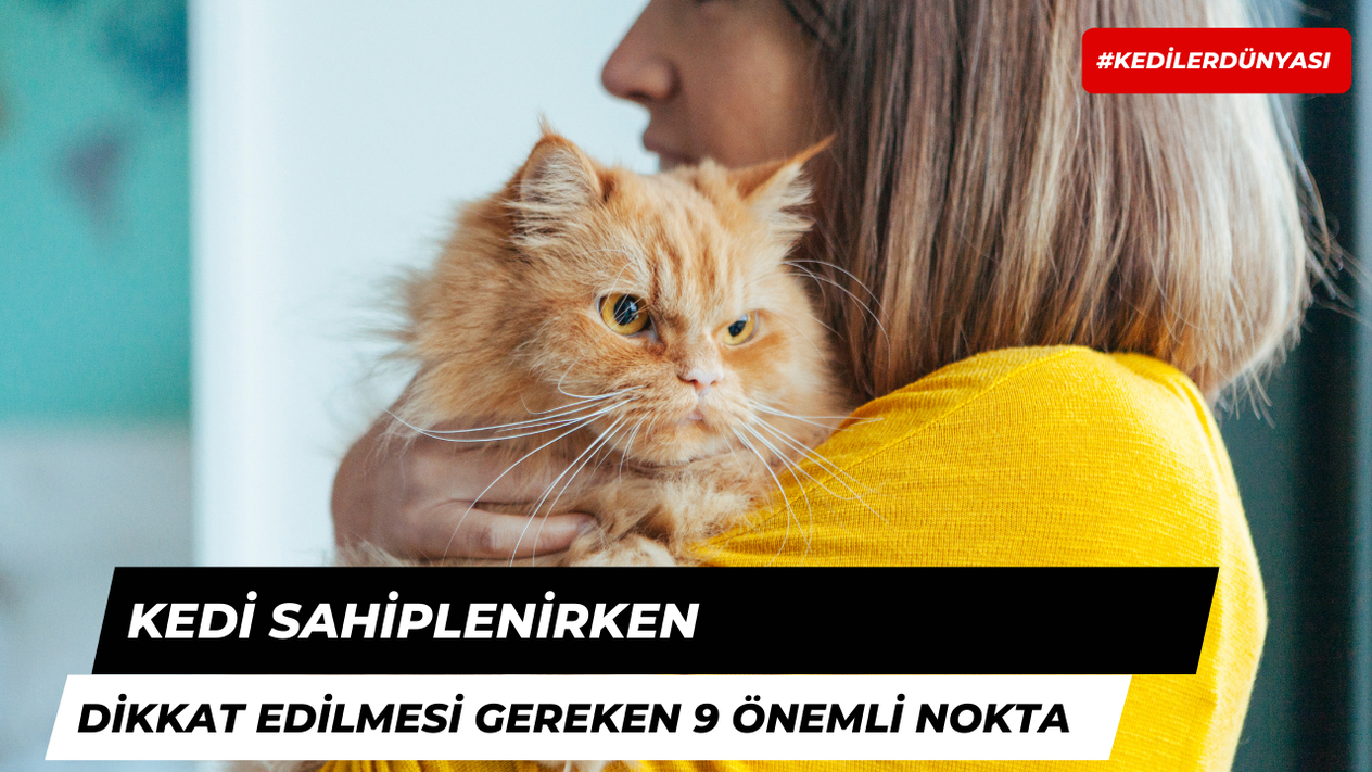Kedi Sahiplenirken Dikkat Edilmesi Gereken 9 Önemli Nokta!