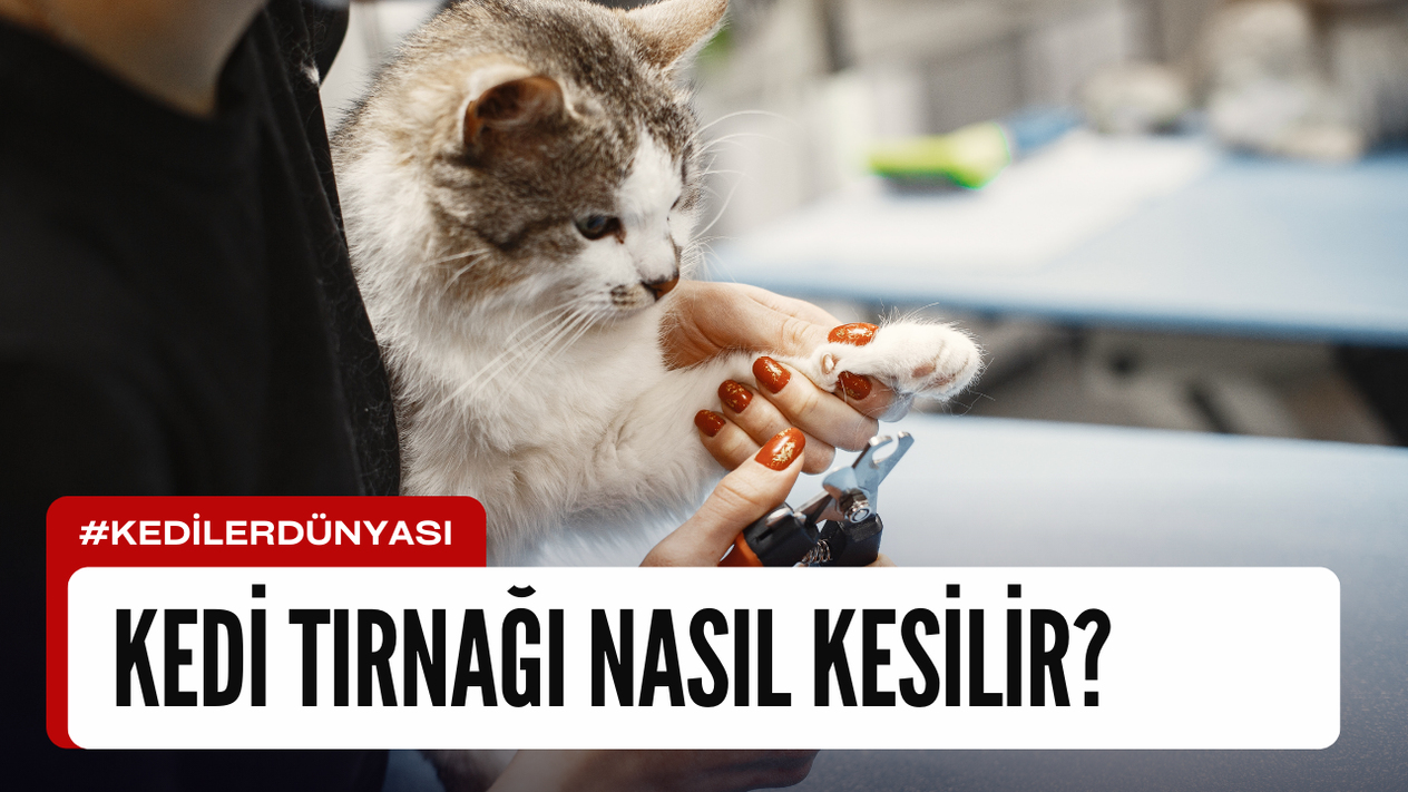 Kedi Tırnağı Nasıl Kesilir?