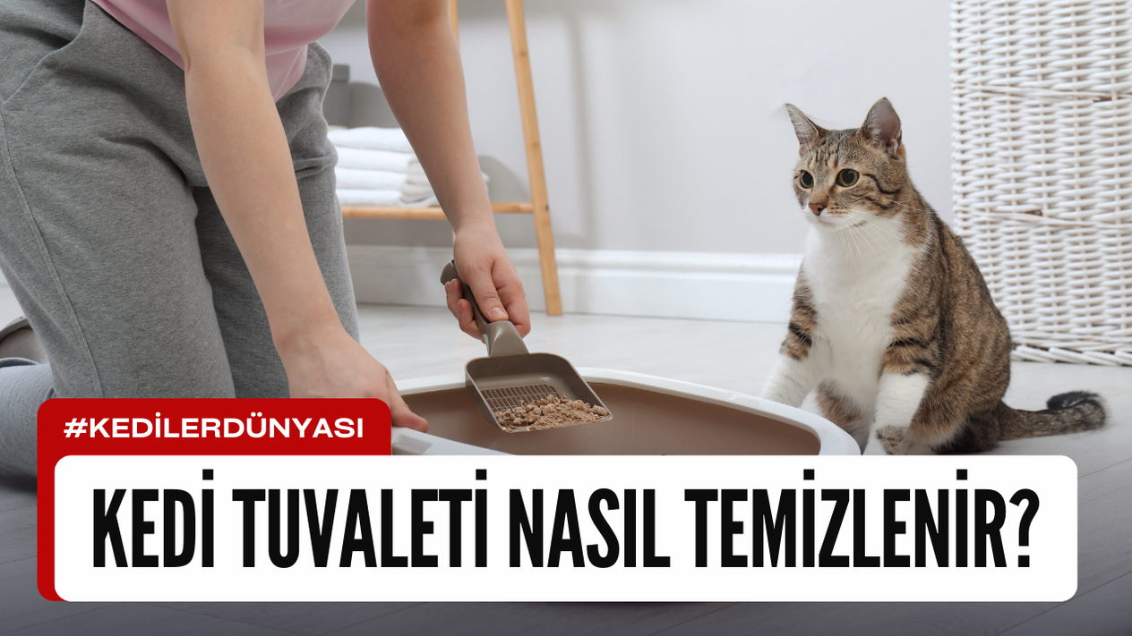 Kedi Tuvaleti Nasıl Temizlenir?