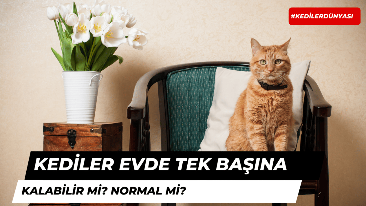 Kediler Evde Tek Başına Kalabilir Mi?