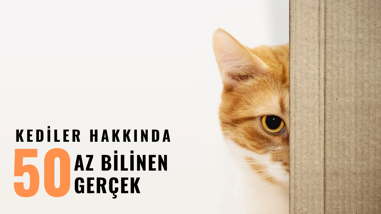 Kediler Hakkında Muhtemelen Daha Önce Hiç Duymadığınız 50 Gerçek