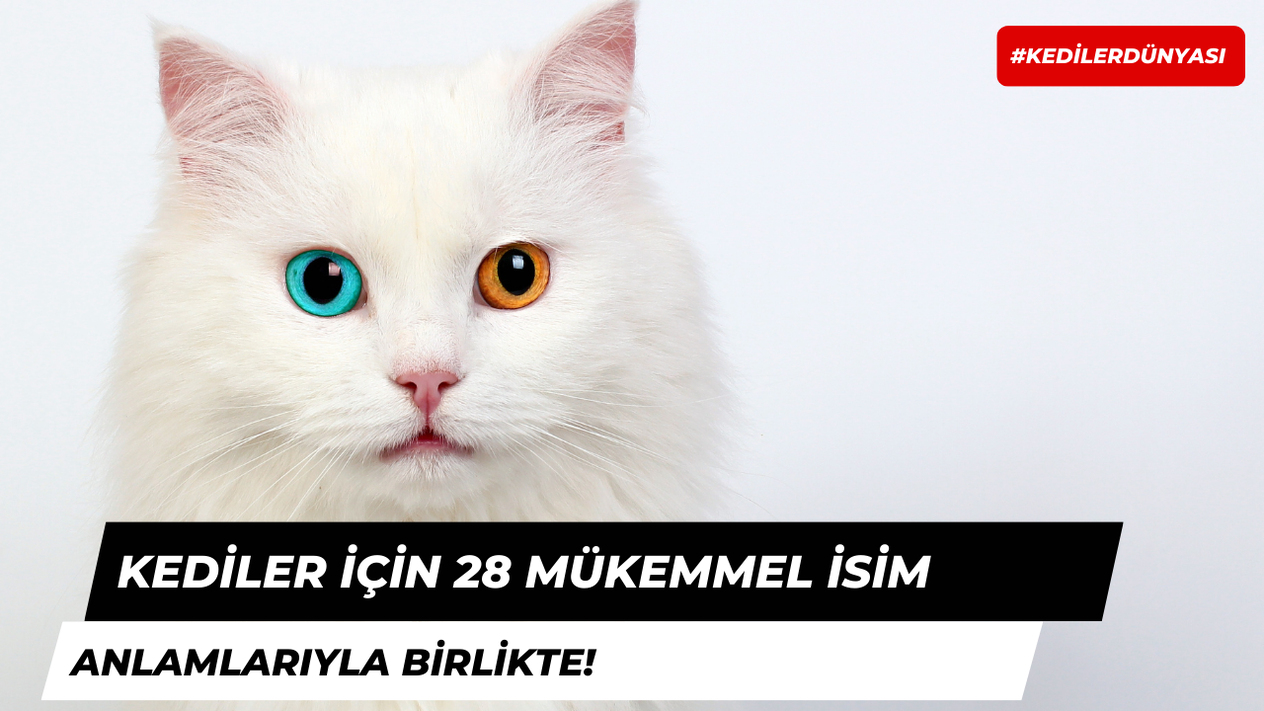 Kediler İçin 28 Mükemmel İsim Önerisi ve Anlamları!