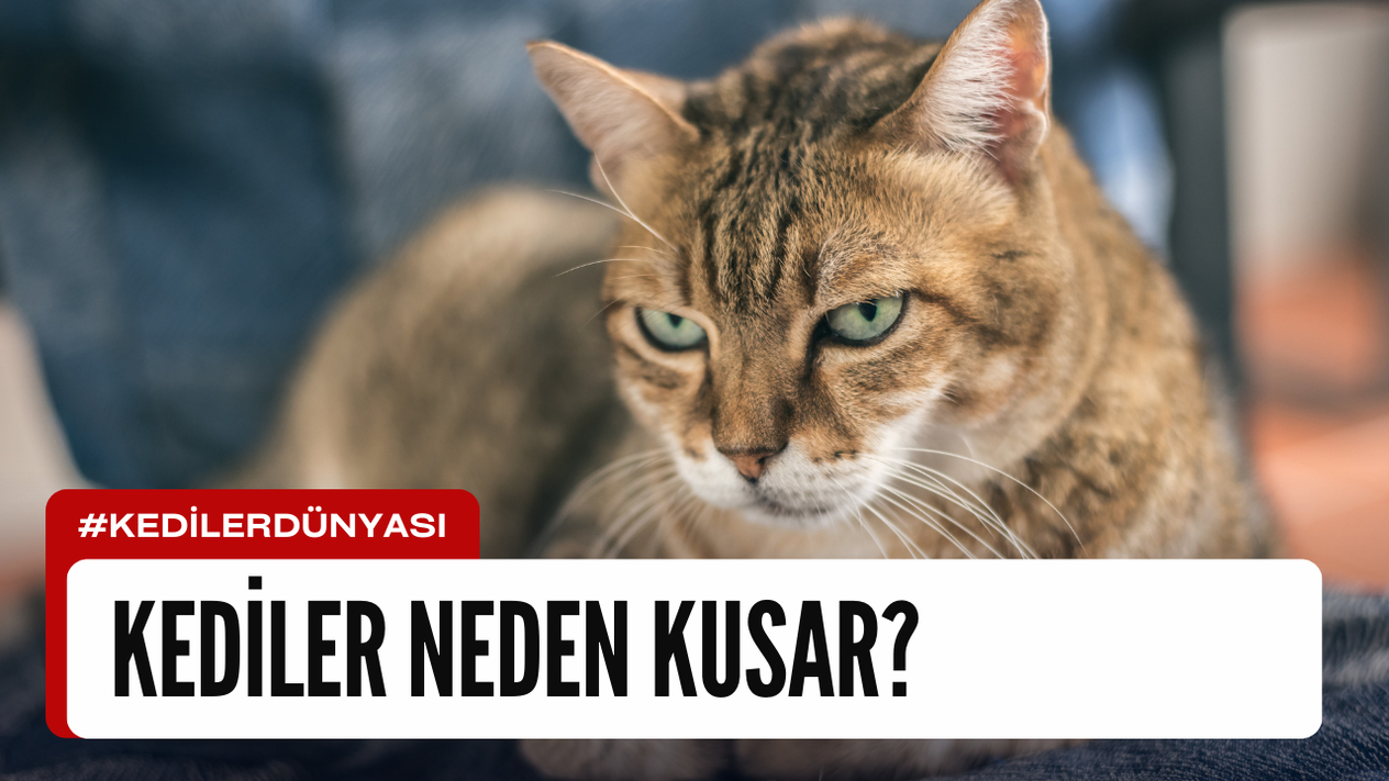 Kediler Neden Kusar? Nasıl Önlem Alınır?