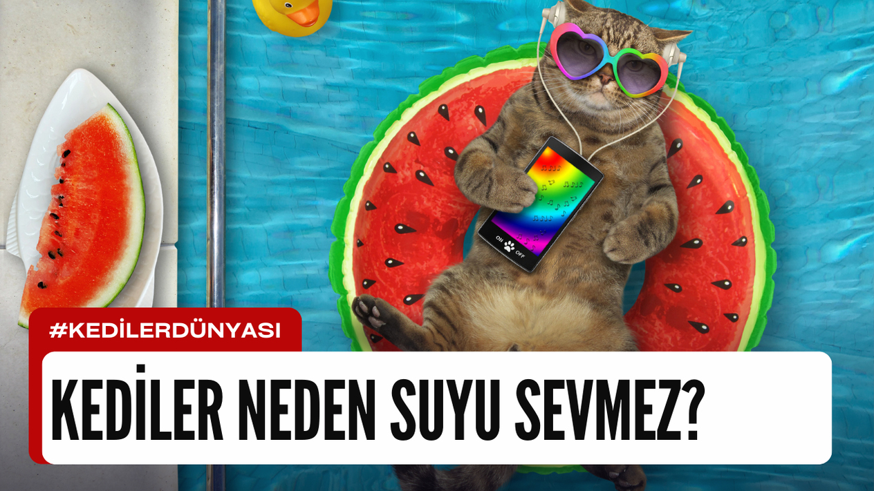 Kediler Neden Suyu Sevmez?