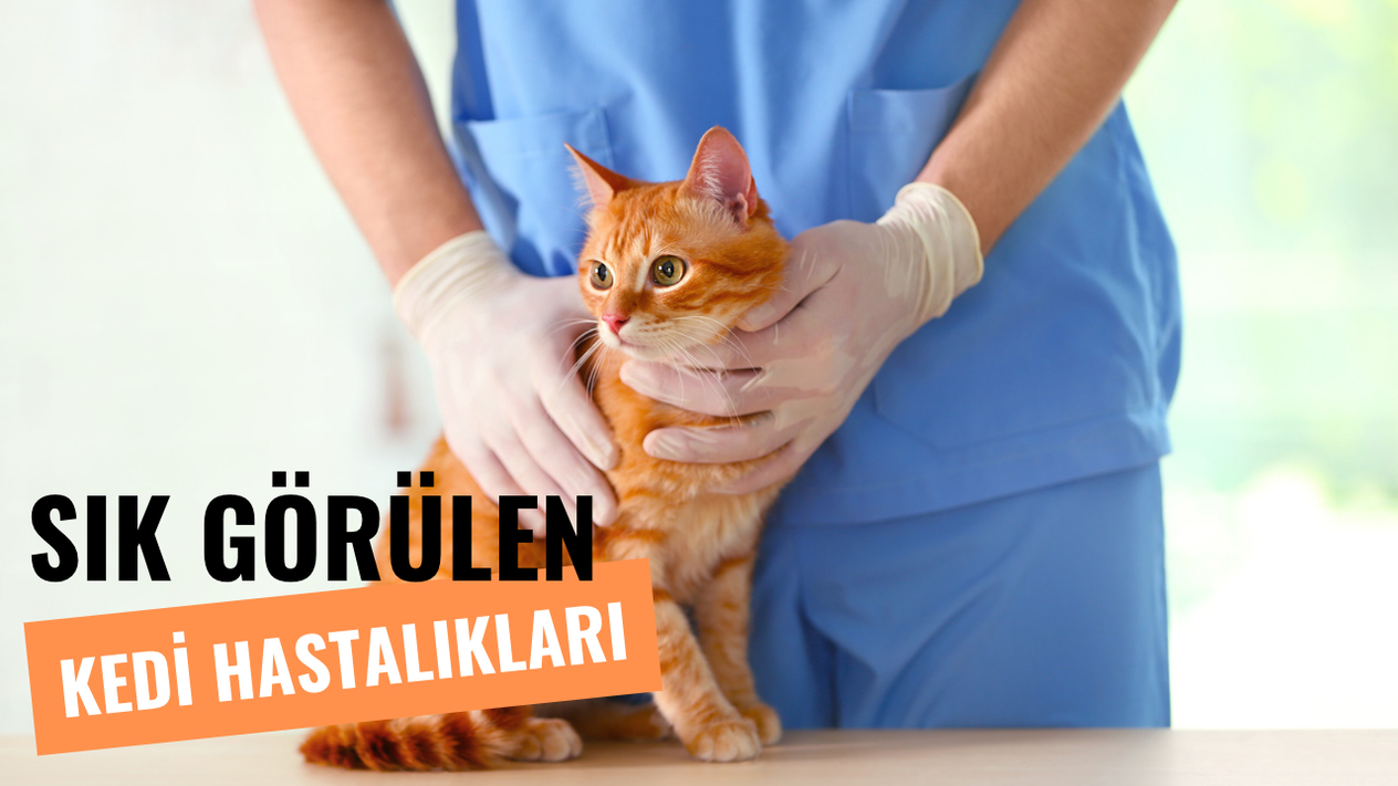Kedilerde En Sık Görülen Hastalıklar
