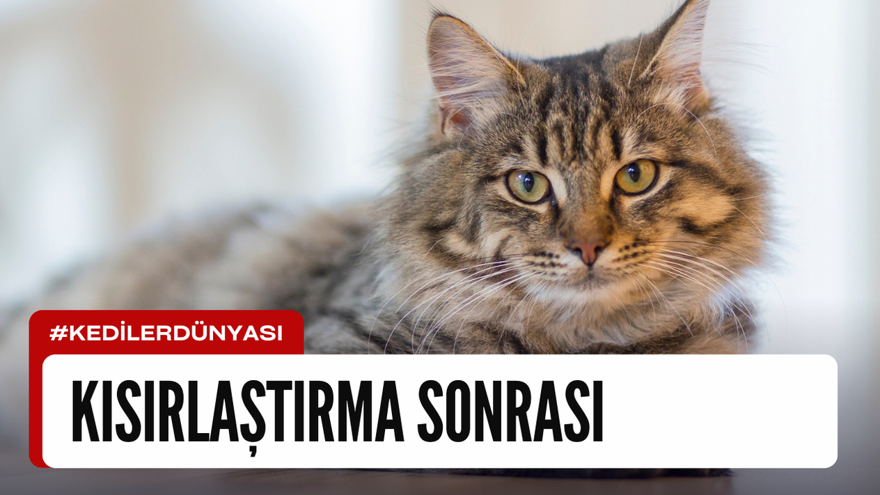 Kedilerde Kısırlaştırma Sonrası Alınacak Önlemler