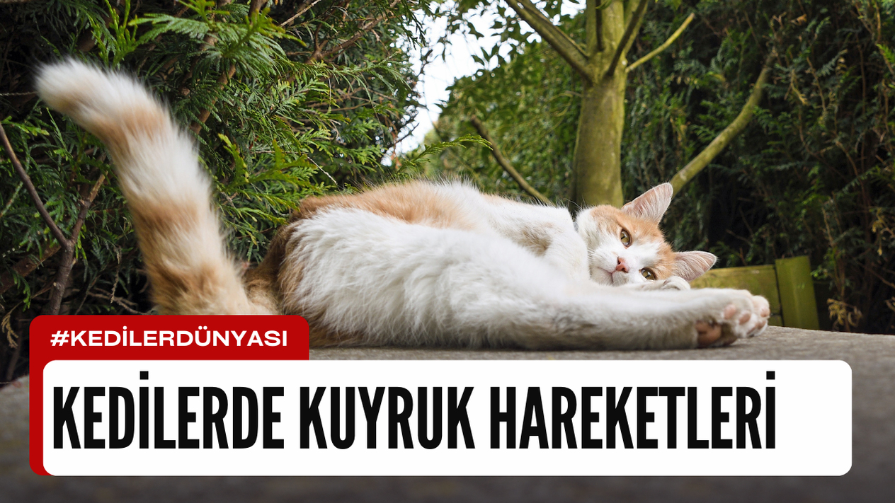 Kedilerde Kuyruk Hareketleri: Anlamları ve Yorumlama