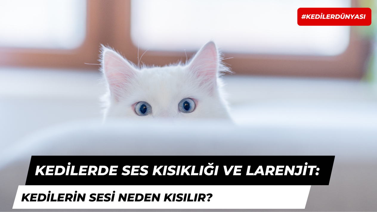 Kedilerde Ses Kısıklığı ve Larenjit: Kedilerin Sesi Neden Kısılır?