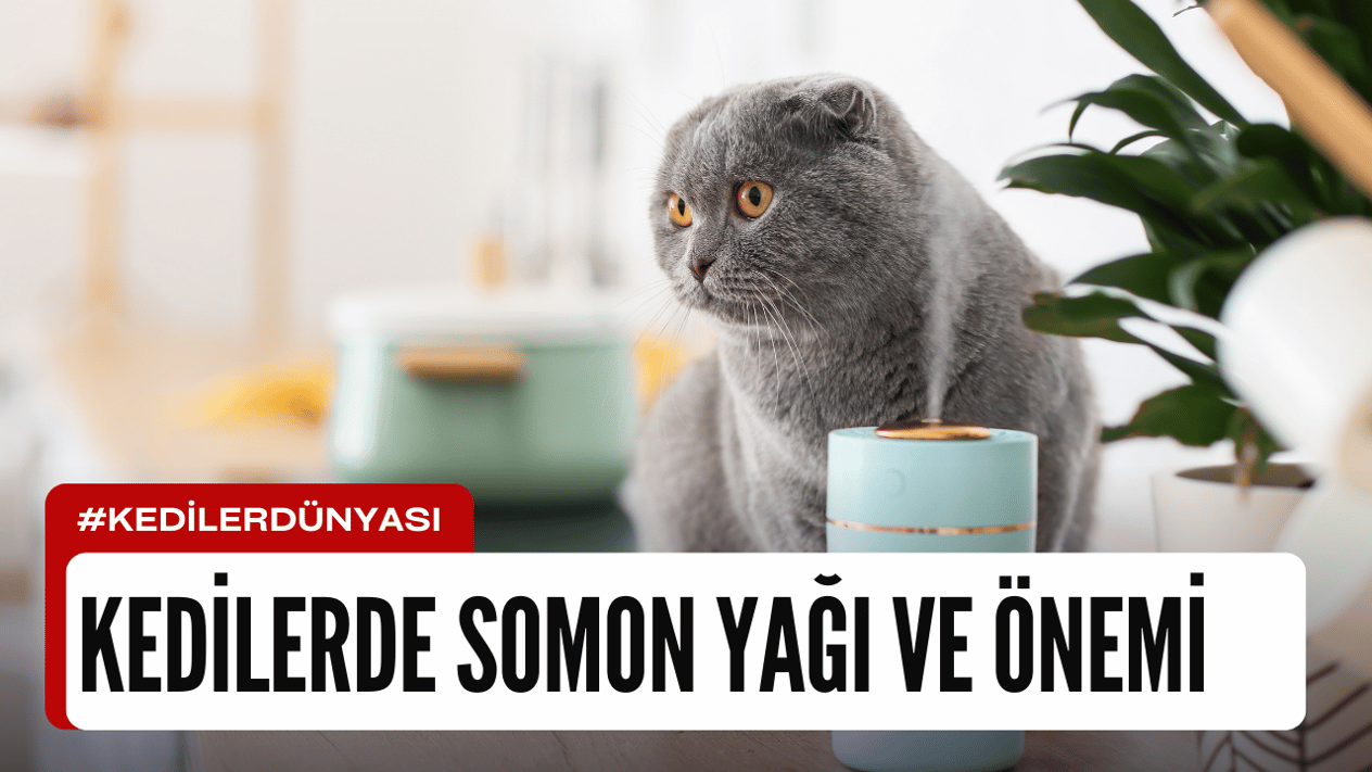 Kedilerde Somon Yağı: Besin Deposunun Mucizevi Faydaları