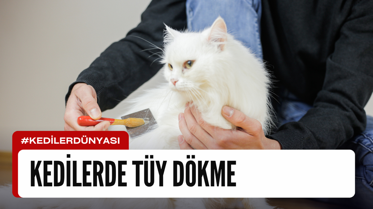 Kedilerde Tüy Dökme Sorunu ve Çözüm Önerileri