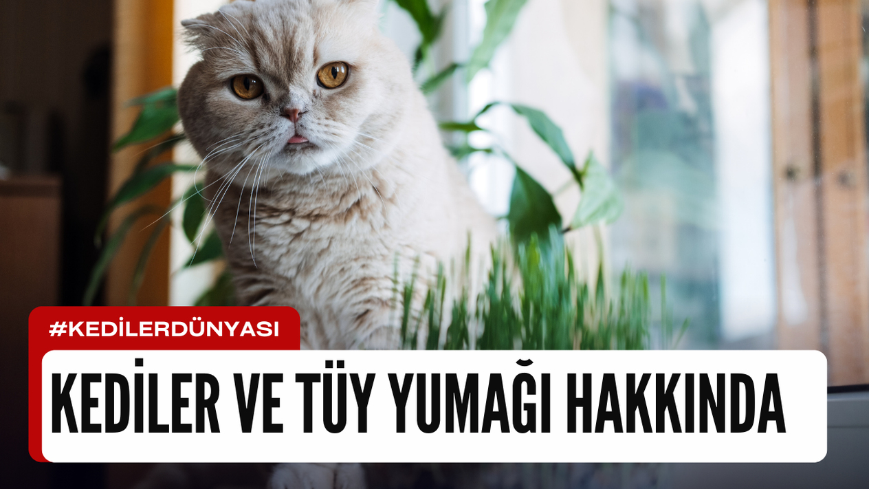 Kedilerde Tüy Yumağı: Sebepler ve Çözüm Önerileri