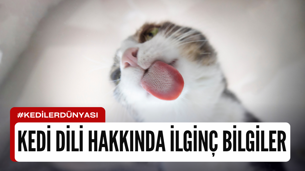 Kedilerin Dili Hakkında İlginç Bilgiler
