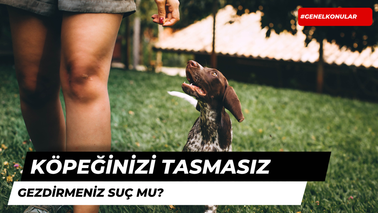 Köpeği Tasmasız Gezdirmek Suç mudur?