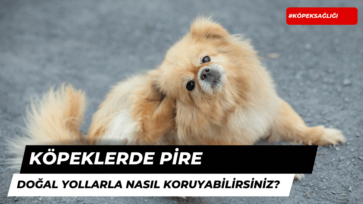 Köpeğimi Pirelerden Doğal Yöntemlerle Nasıl Koruyabilirim?