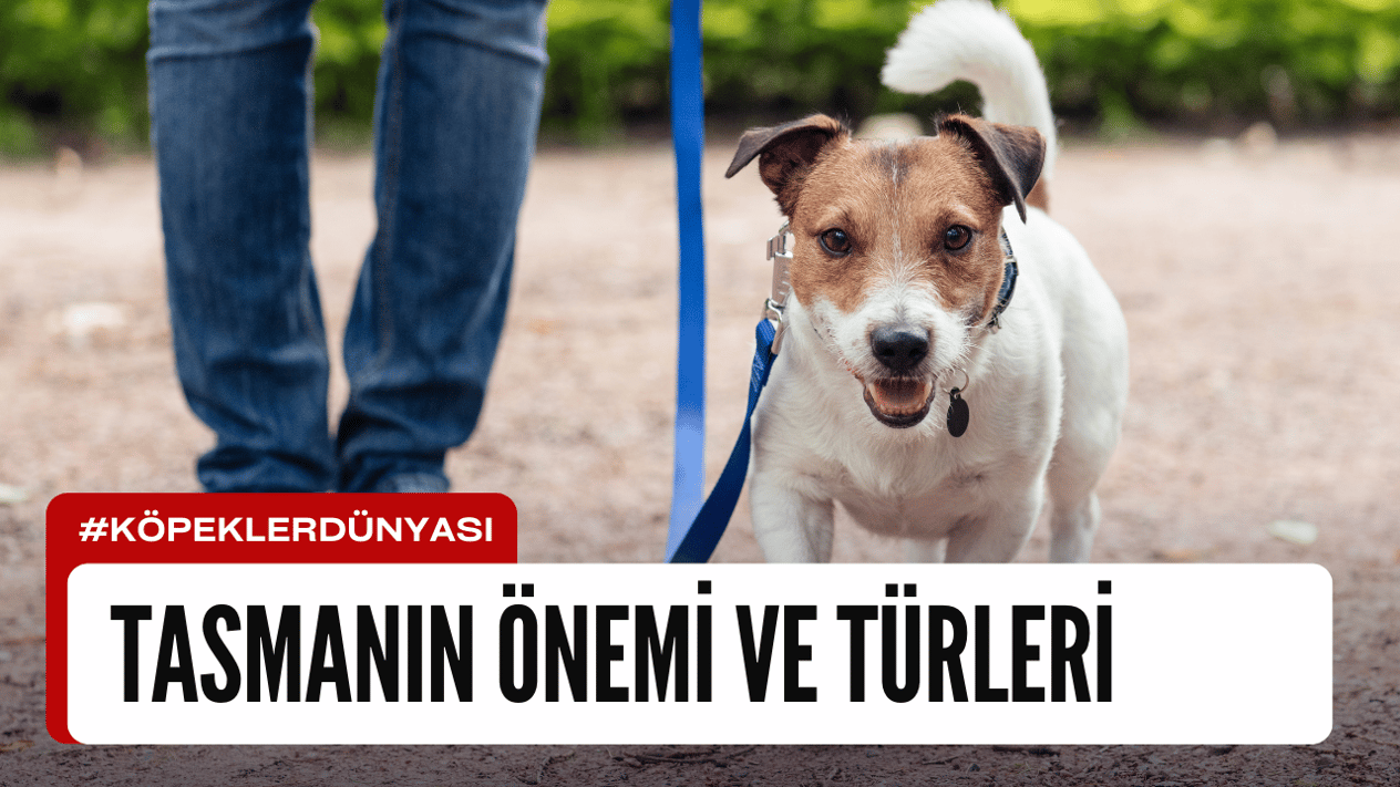 Köpek Tasmalarının Önemi ve Tasma Türleri