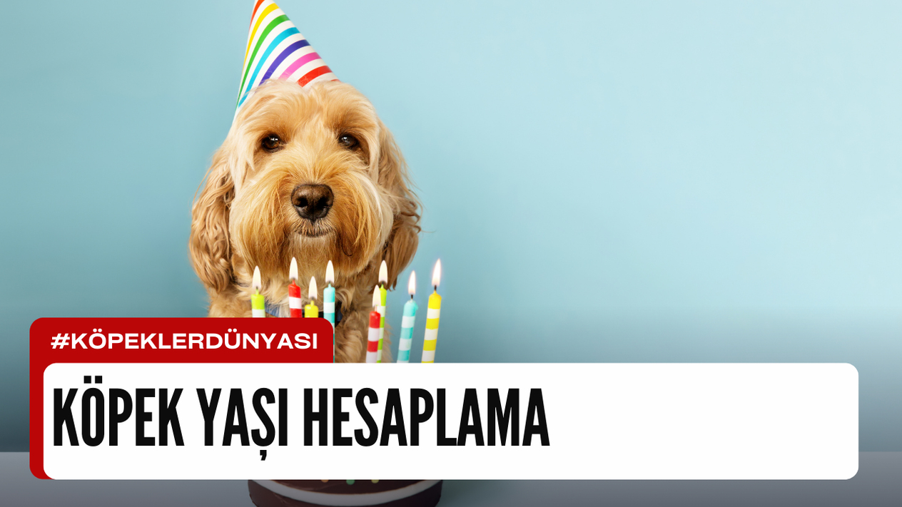 Köpek Yaşı Hesaplama: Dostunuzun Gerçek Yaşını Keşfedin