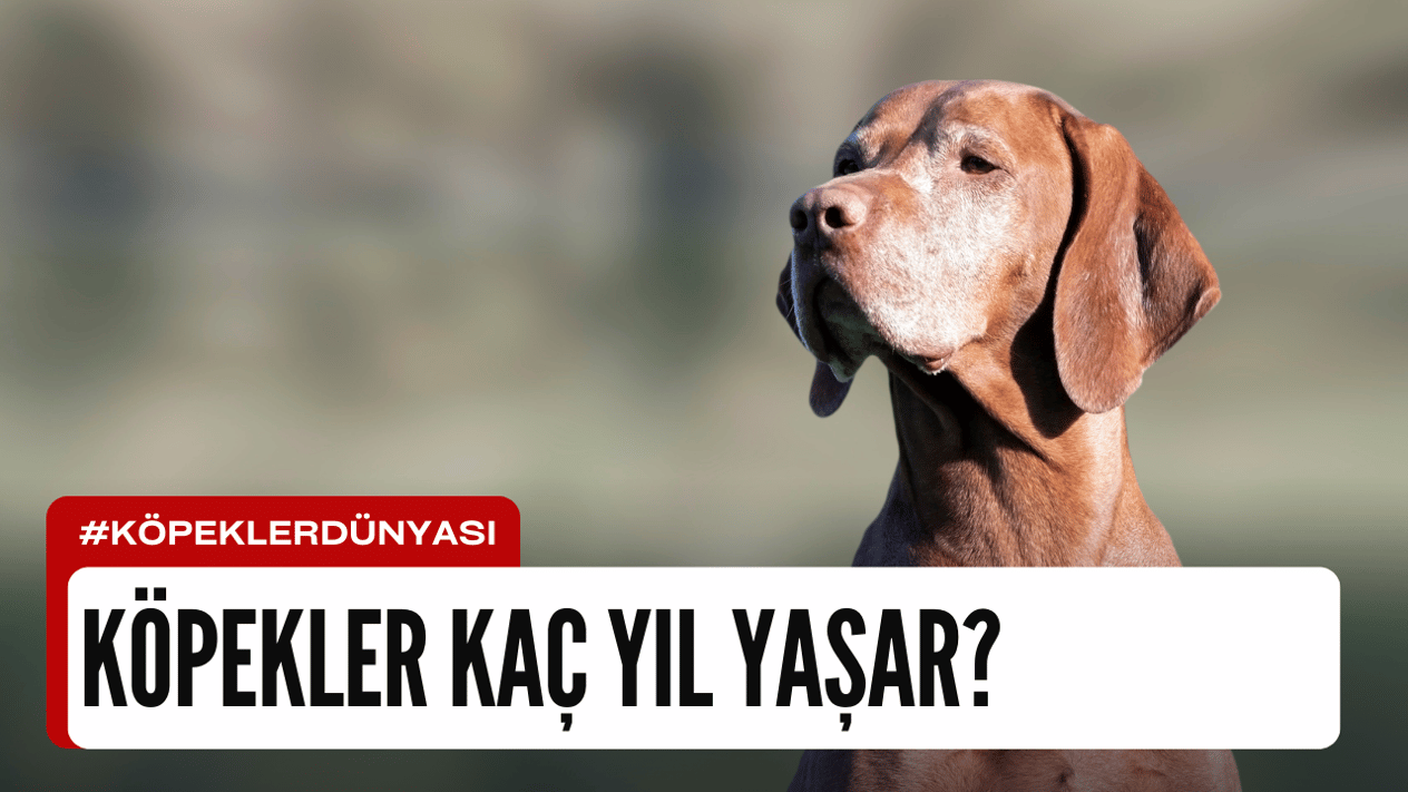 Köpekler Kaç Yıl Yaşar?