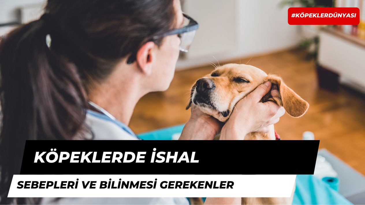 Köpekler Neden İshal Olur?