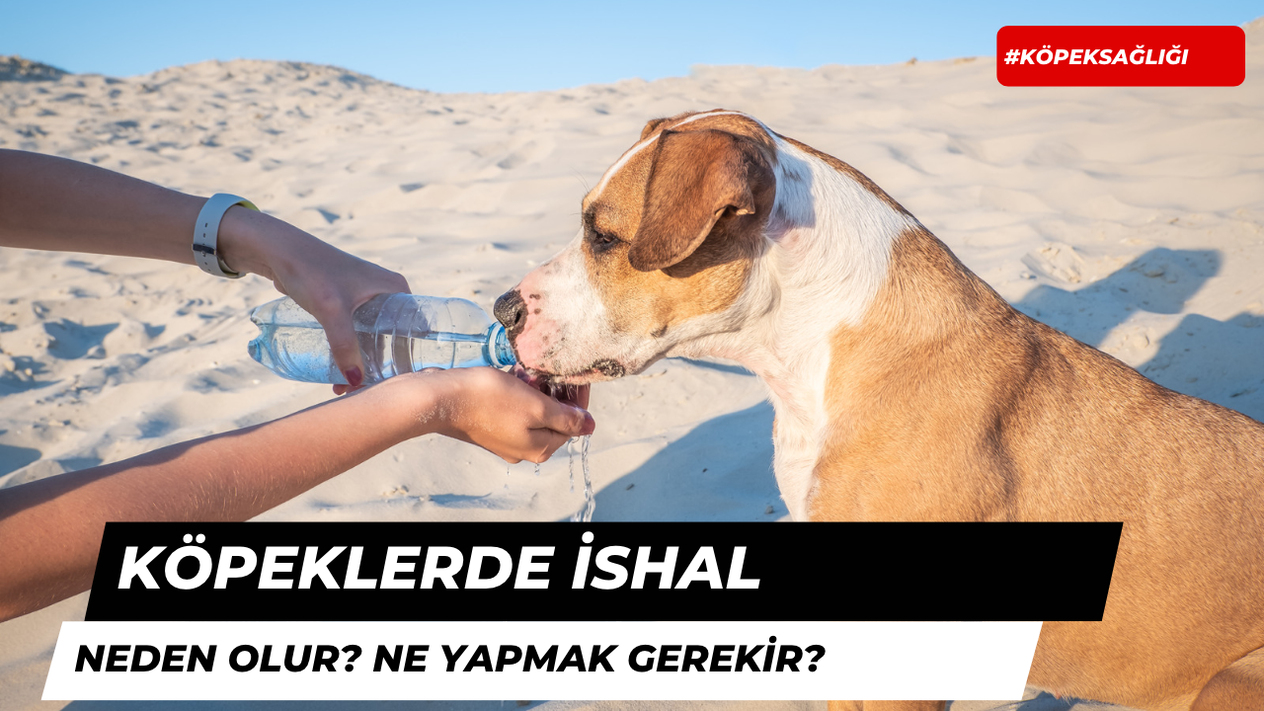 Köpekler Neden İshal Olur ve Ne Yapmak Gerekir?
