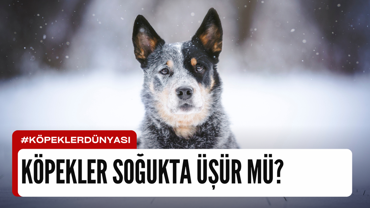 Köpekler Soğukta Üşür mü? Ayrıntılı İnceleme