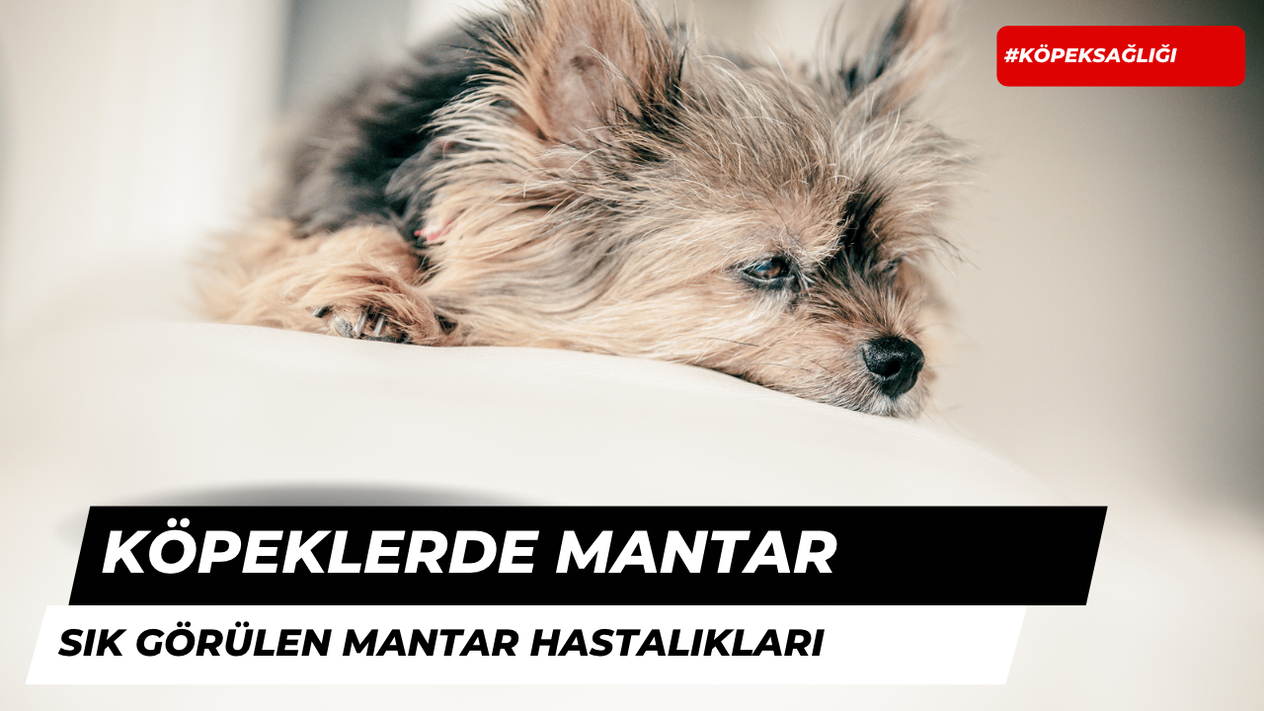 Köpeklerde Görülen Mantar Hastalıkları