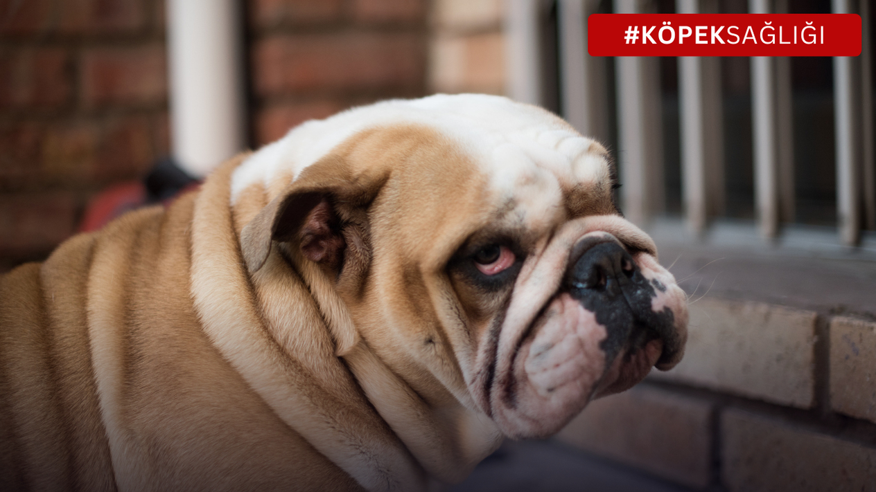 Köpeklerde Göz Akıntısı: Sebepleri, Tedavisi ve Önlenmesi