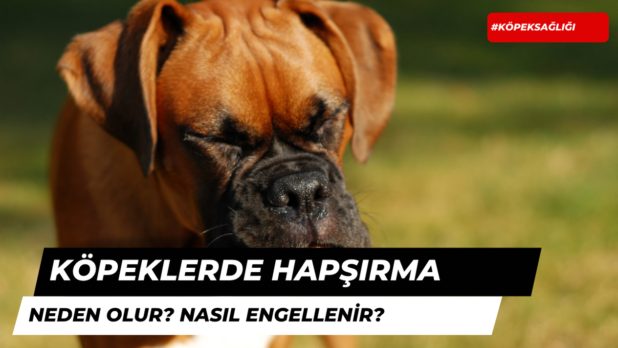 Köpeklerde Hapşırma Neden Olur?