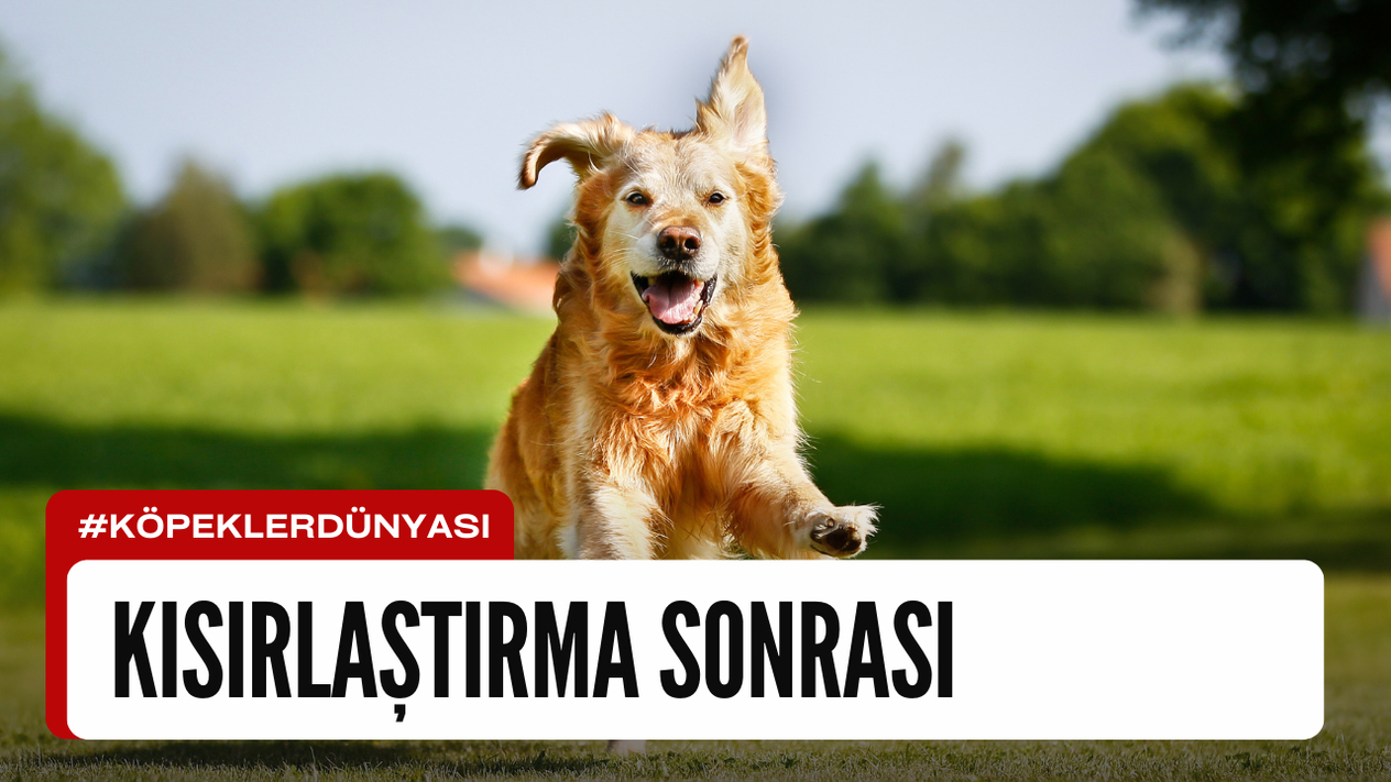 Köpeklerde Kısırlaştırma Sonrası Alınacak Önlemler