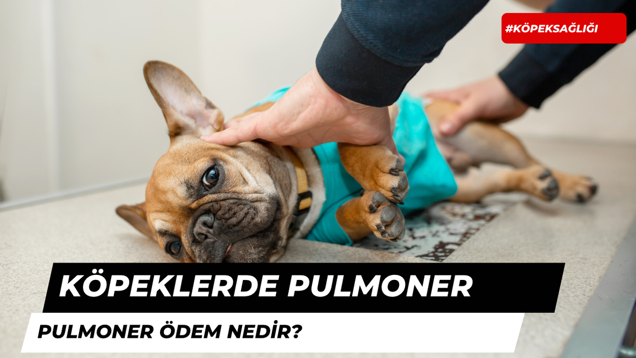 Köpeklerde Pulmoner Ödem Belirtileri ve Nedenleri