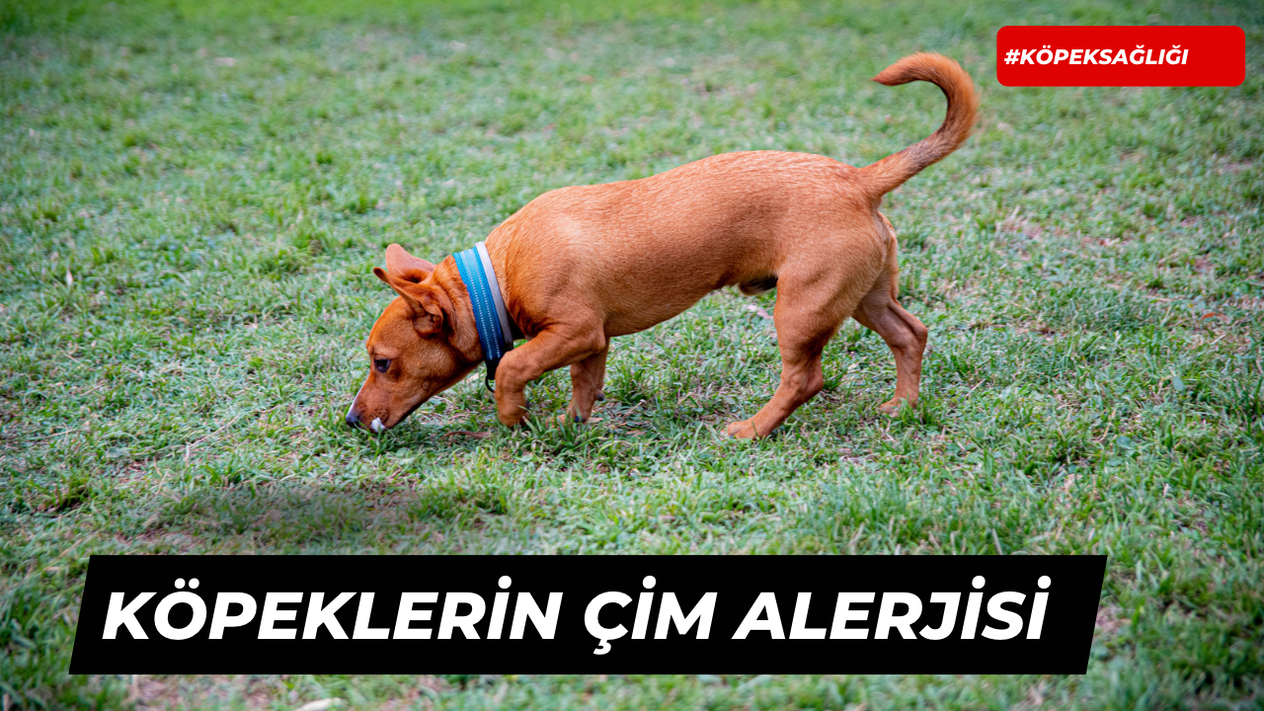 Köpeklerin Çime Alerjisi Var Mıdır?