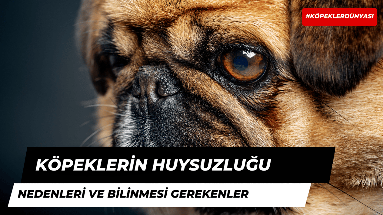 Köpeklerin Huysuz Davranmasının 10 Muhtemel Sebebi