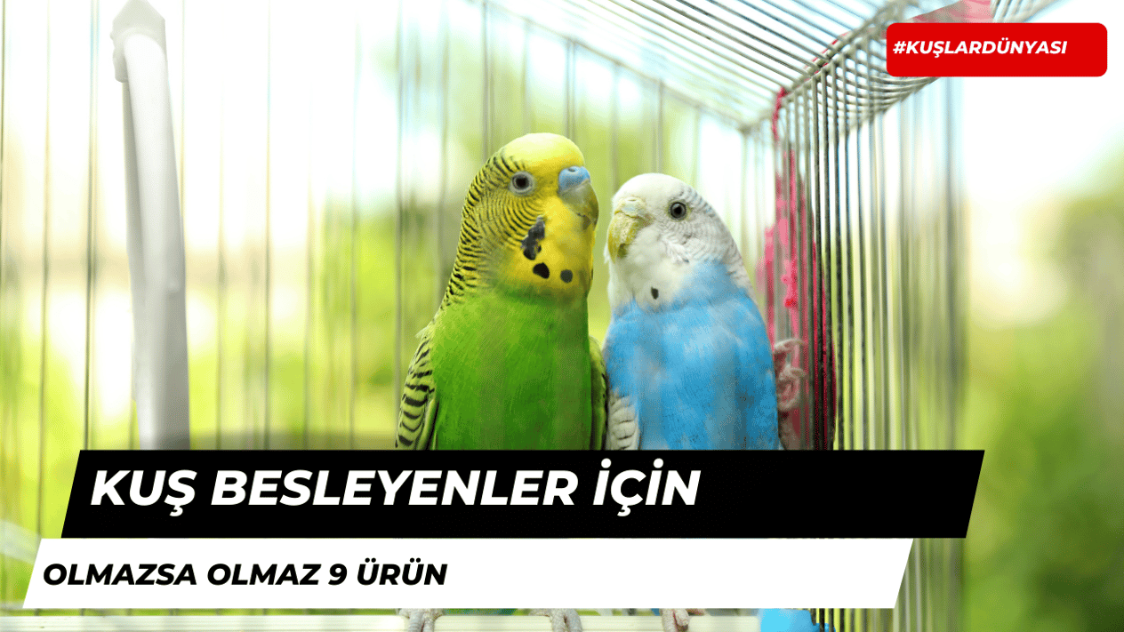 Kuş Besleyenler İçin Gerekli 9 Ürün!