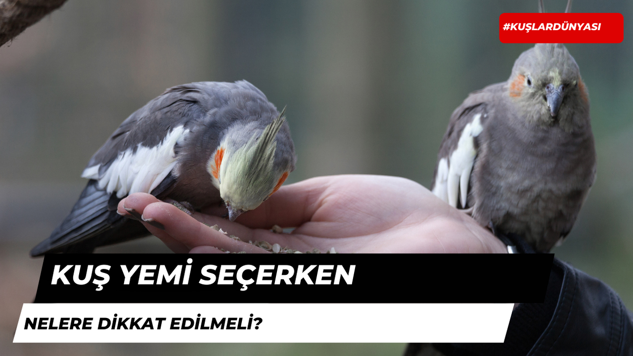 Kuş Yemi Seçerken Nelere Dikkat Edilmelidir?