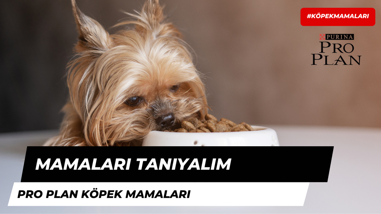 Mamaları Tanıyalım: Pro Plan Köpek Maması